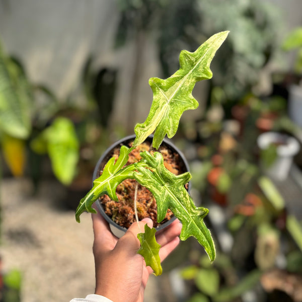 Alocasia portei aurea variegated