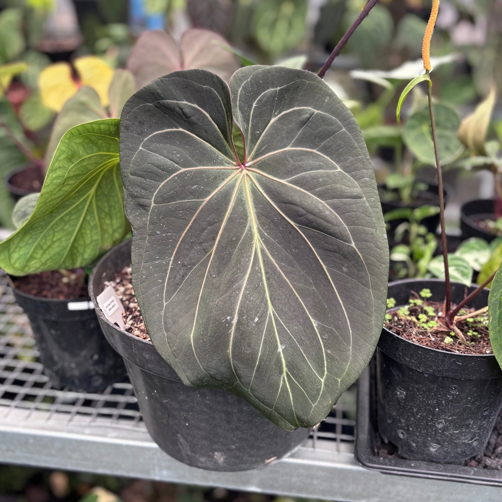 s*b様 Anthurium luxurians × Ace of Spades Anthurium (forgetii x 'Ace of Spades') x luxurians - 4