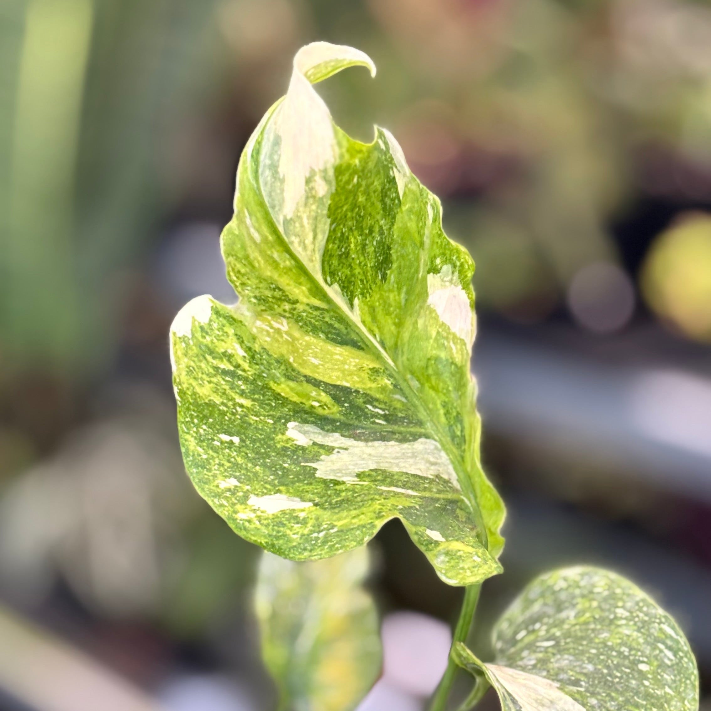 Monstera Spectra