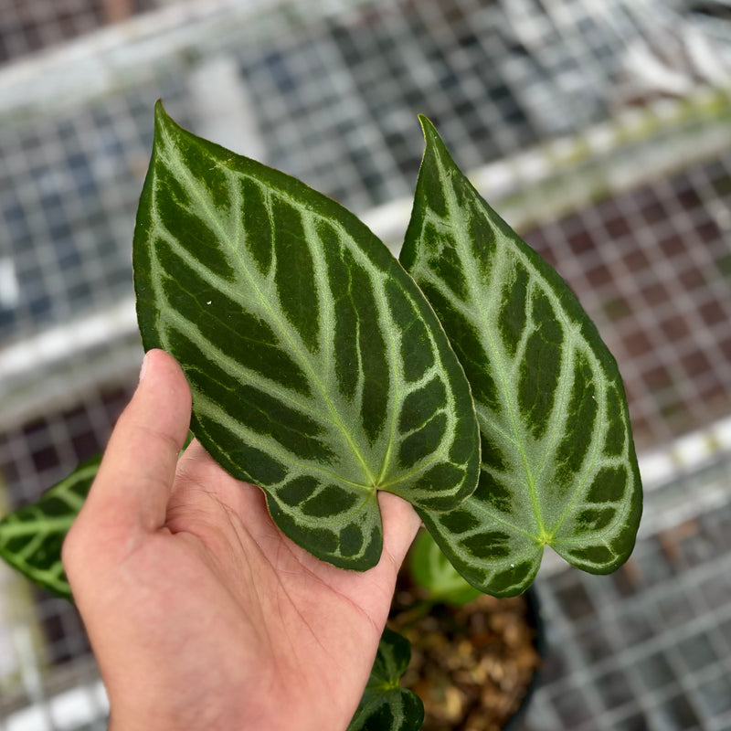 Anthurium silver butterfly