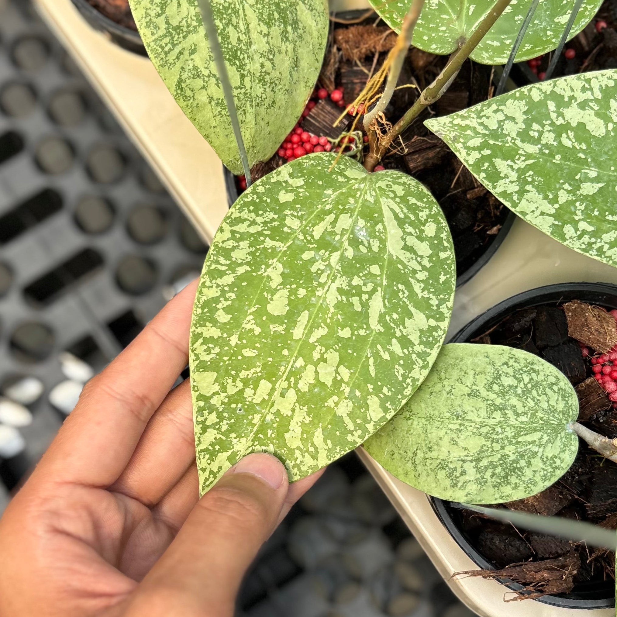 Hoya glabra silver splash