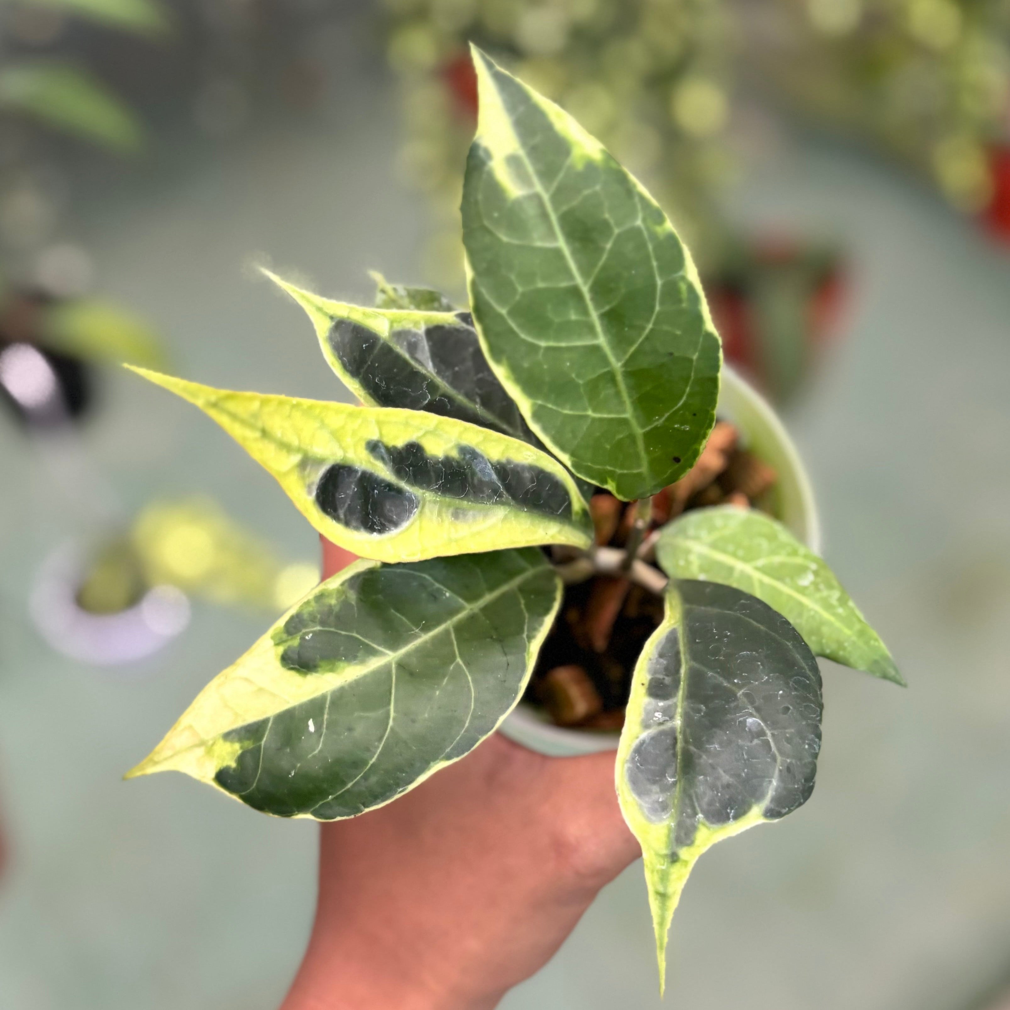 Hoya verticillata sp tanggamus albomarginata