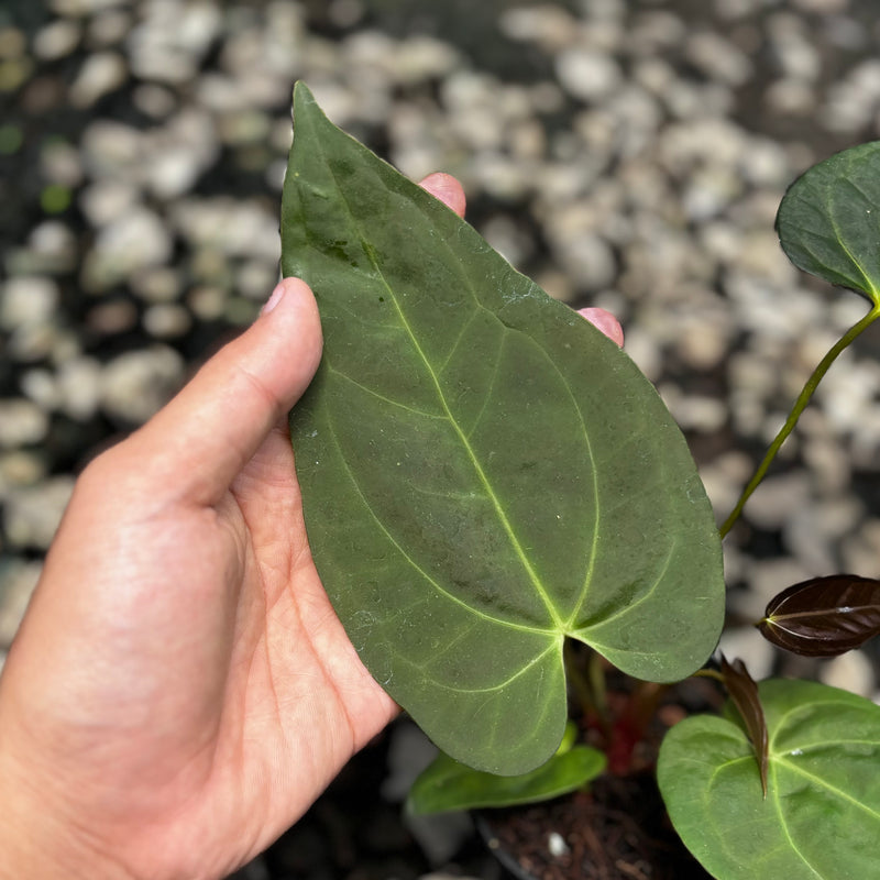 Anthurium velvet cobra x fort sherman