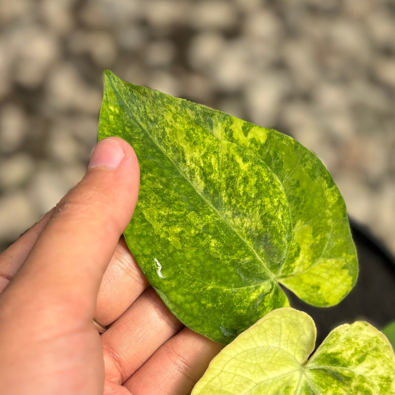 Anthurium papillilaminum hybrid Aurea variegated