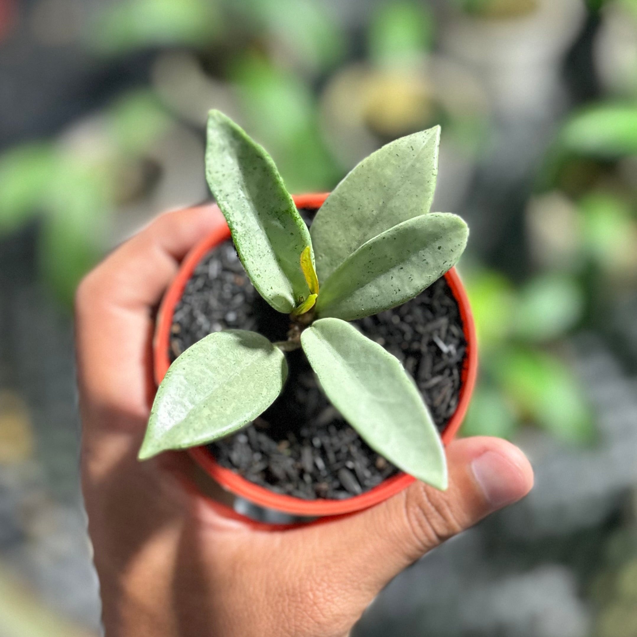 Hoya carnosa wilbur graves silver