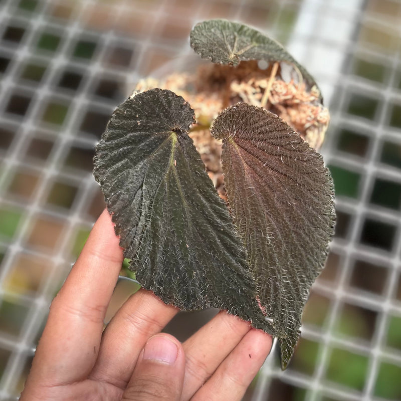 Begonia lambii red velvet