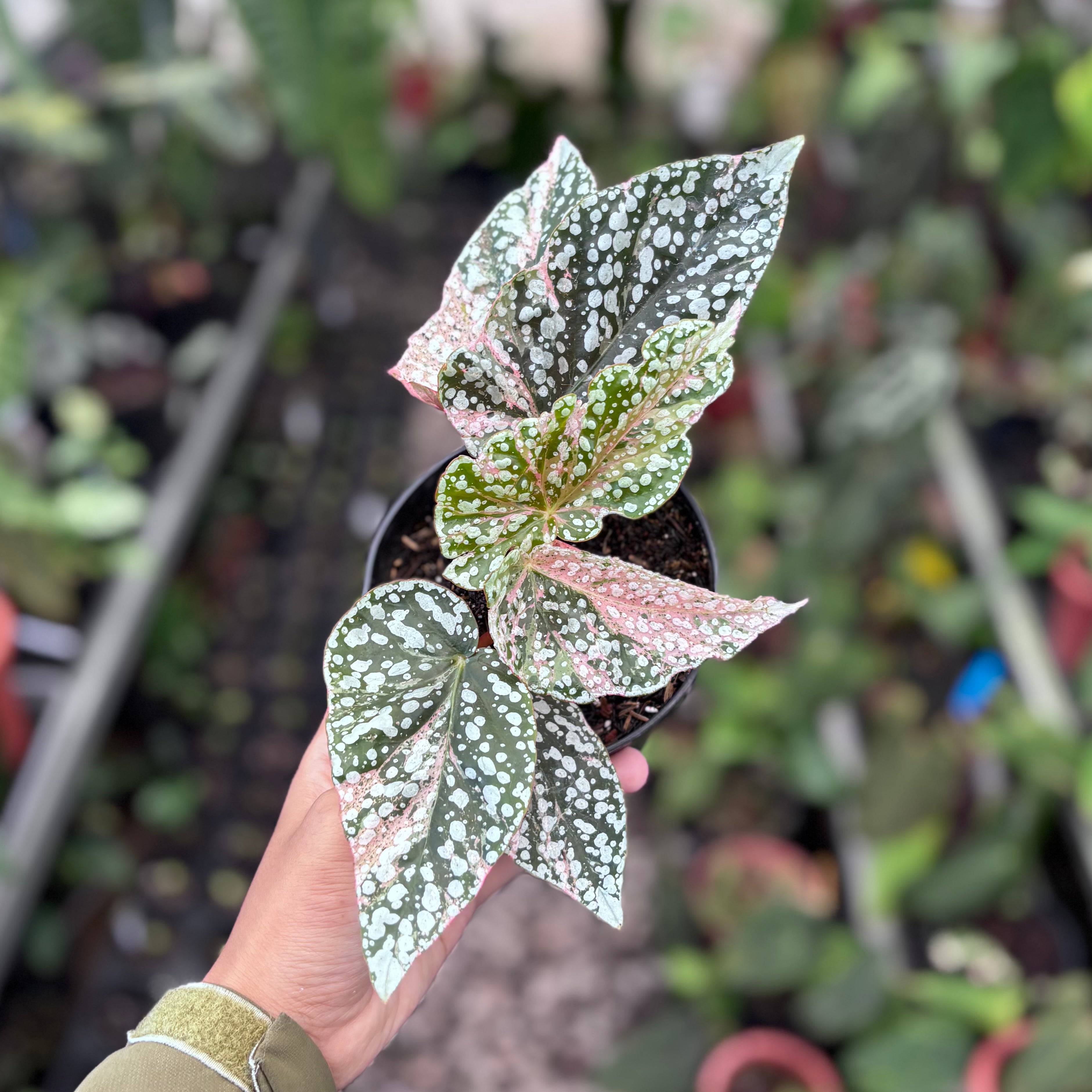 Begonia snow cap variegated