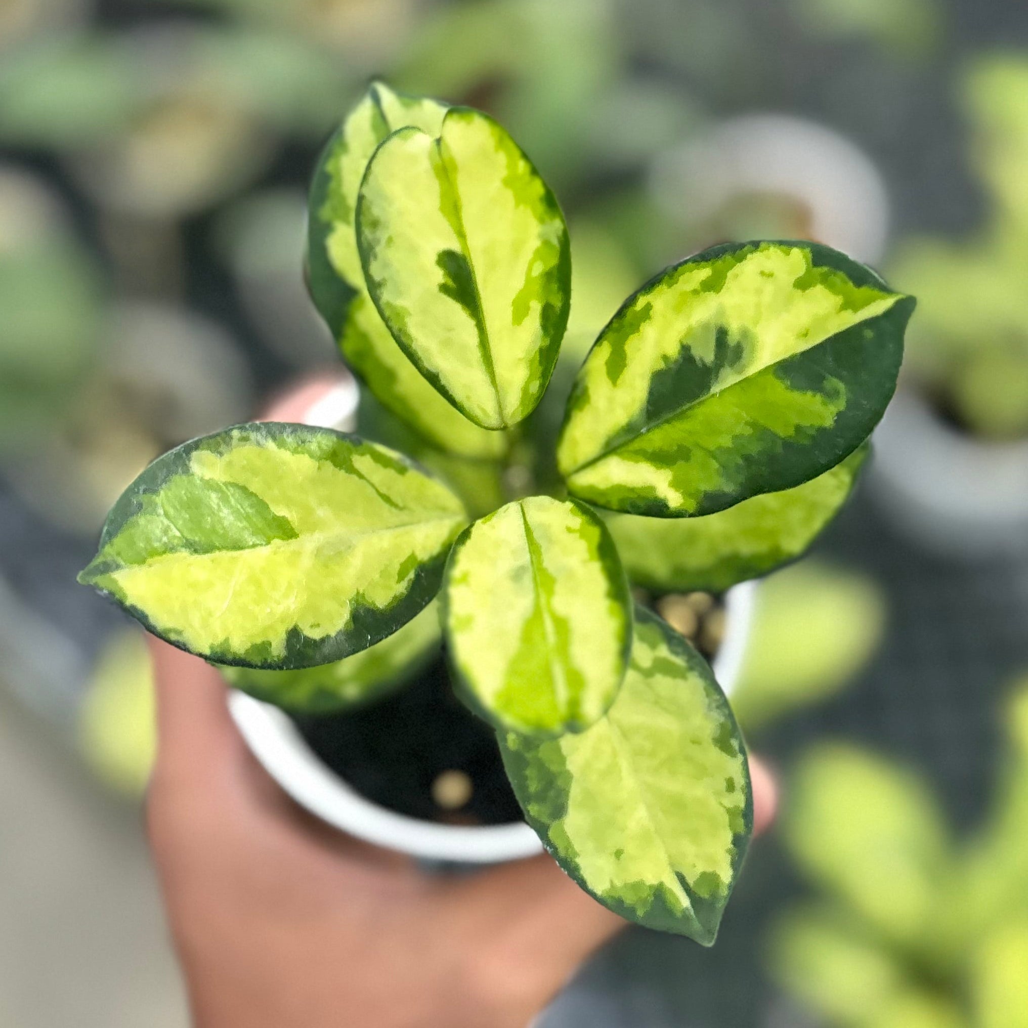 Hoya australis lisa