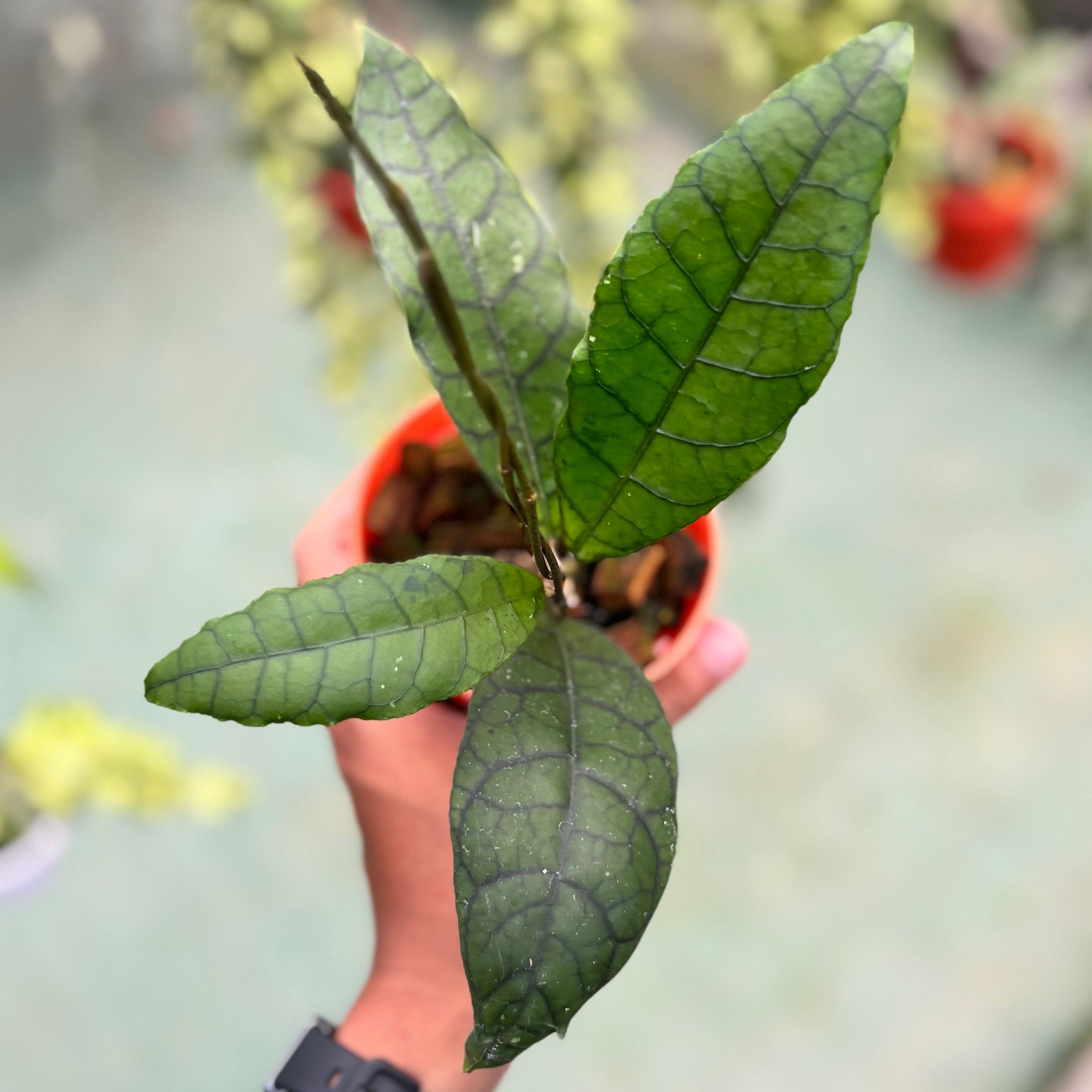 Hoya callistophylla ‘king’