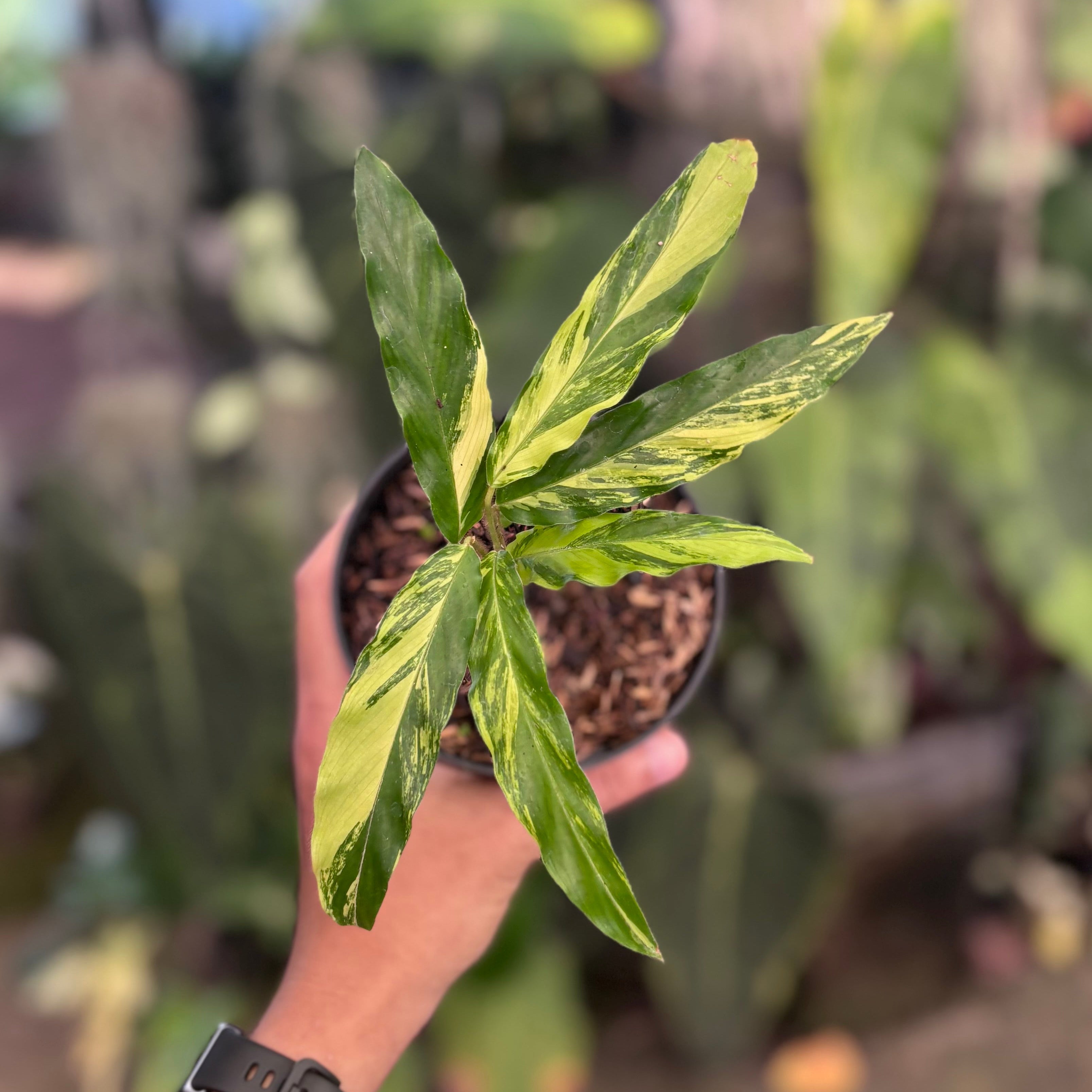 Calathea Rufibarba Variegated