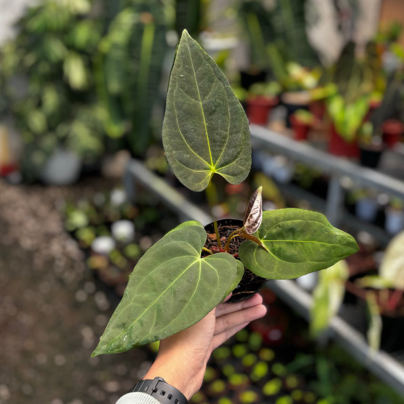 Anthurium velvet cobra x fort sherman