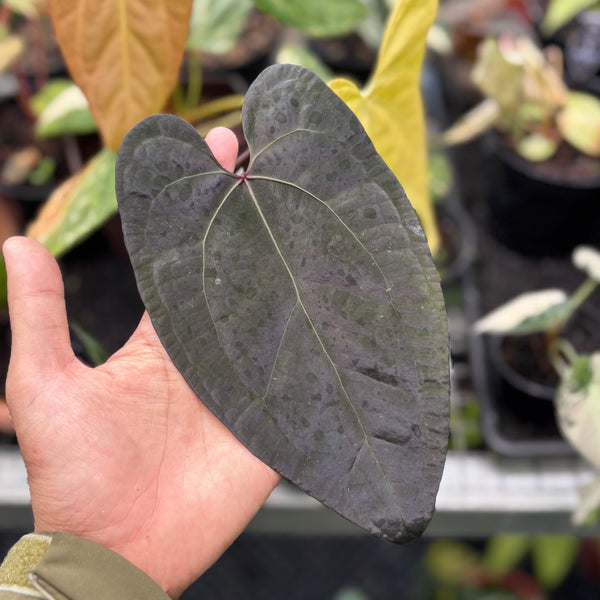 Anthurium AOS dark form x RVDP
