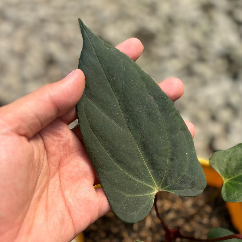 Anthurium blood of blue