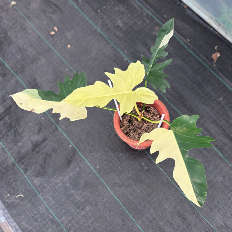 Philodendron golden dragon variegated