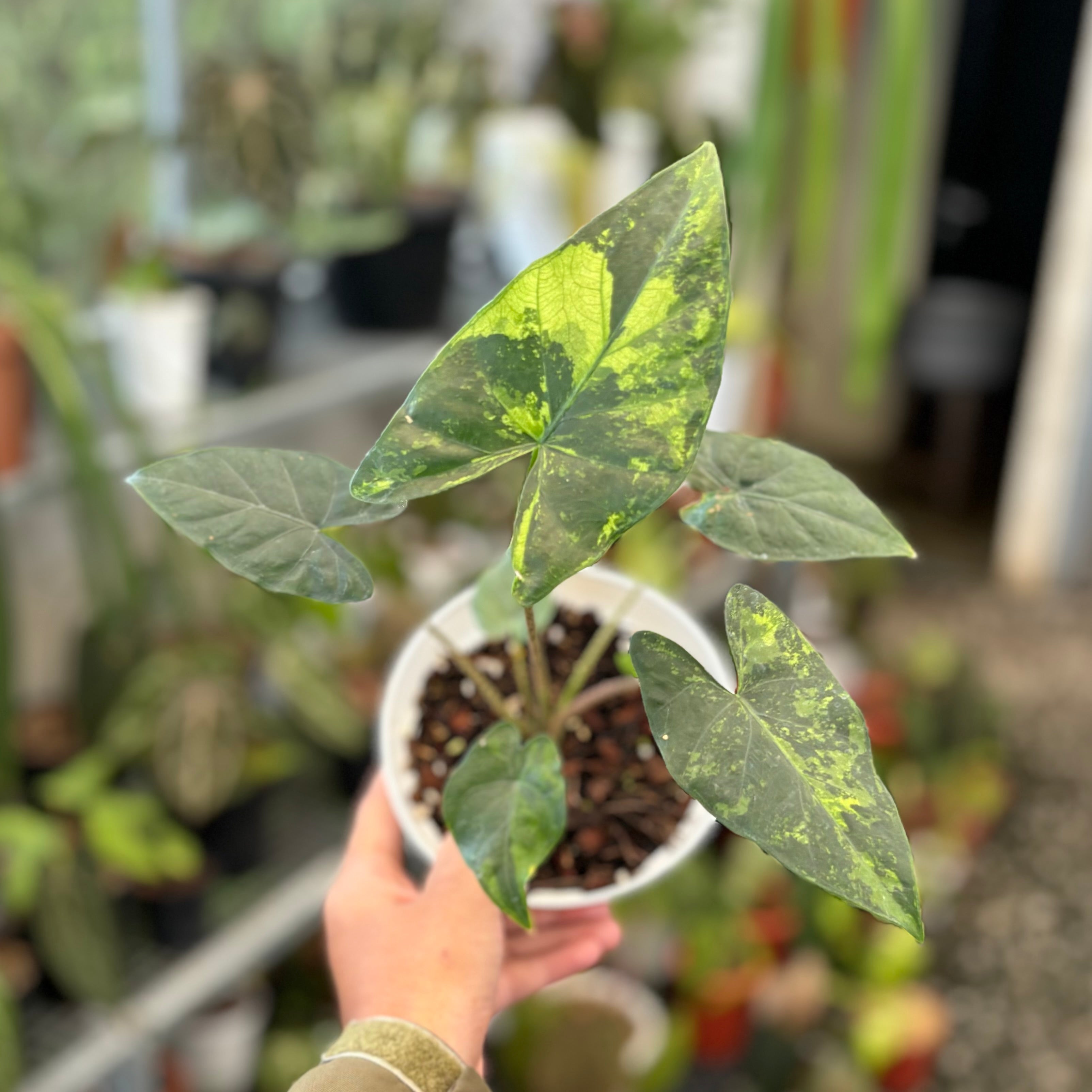 Alocasia flemingiana variegated