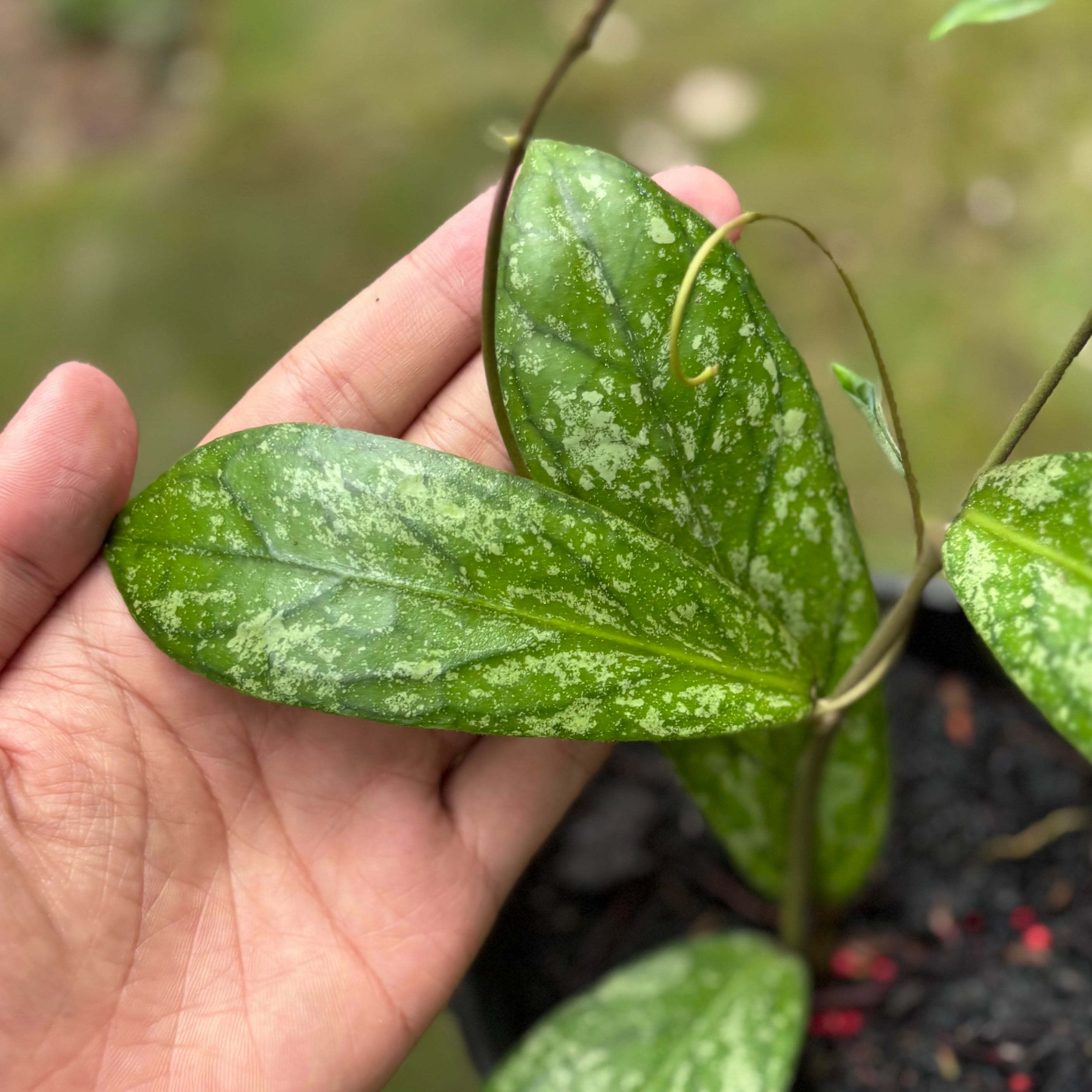 Hoya Sp Tanggamus splash