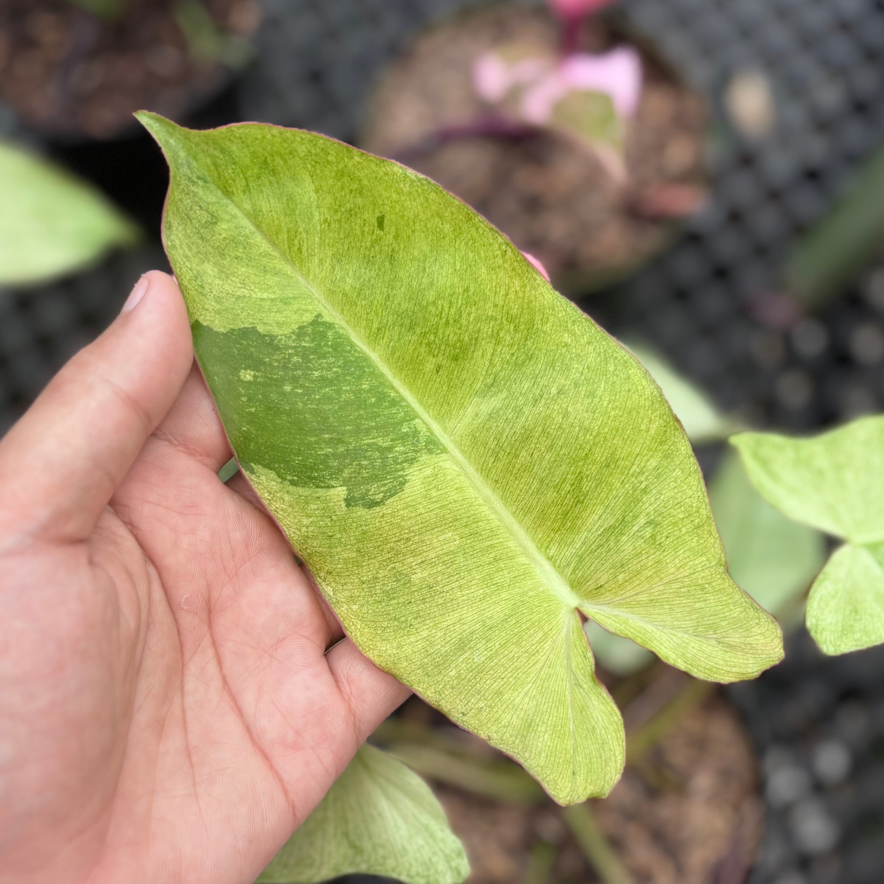 Philodendron paraiso verde mint variegated