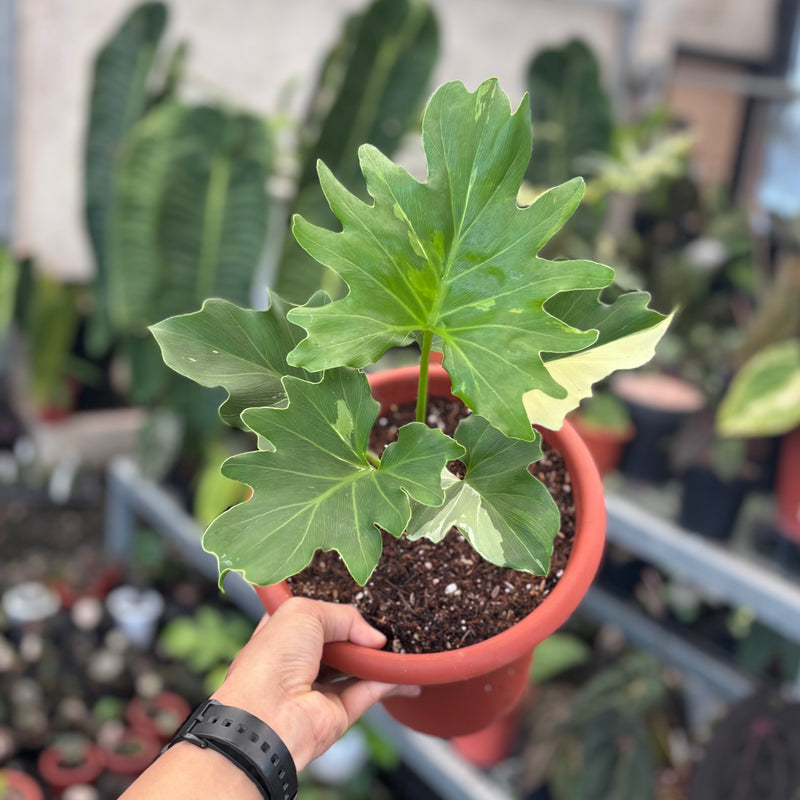 Thaumatophyllum selloum white variegated