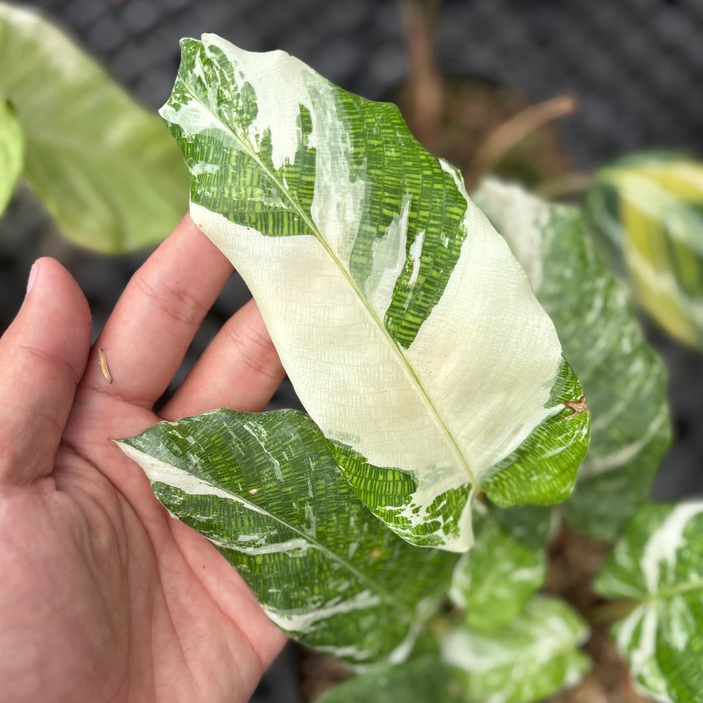 Calathea Musaica Variegated