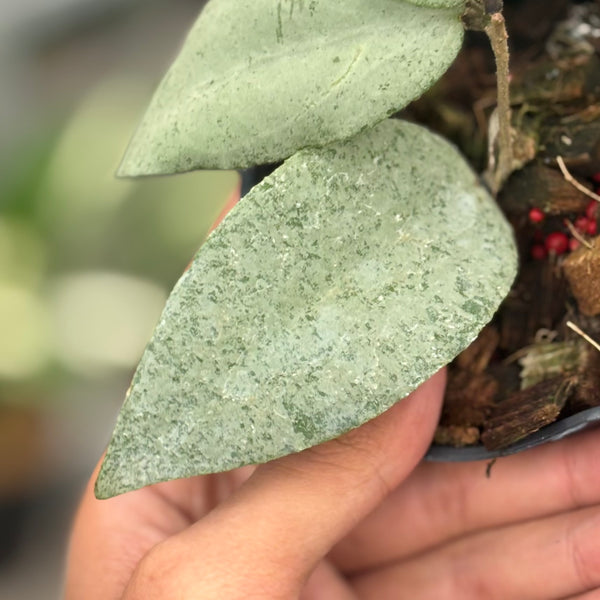 Hoya caudata argene