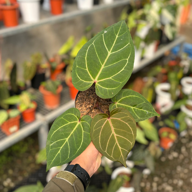 Anthurium papillilaminum red sonya