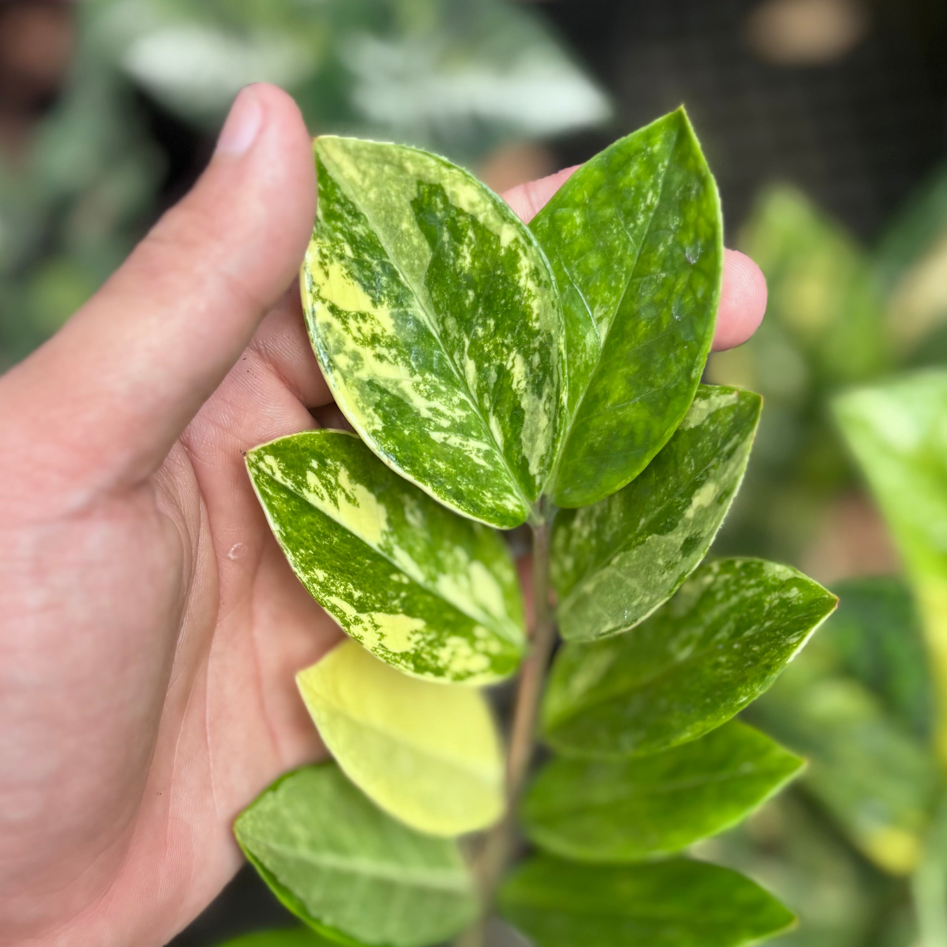 Zamioculcas zamiifolia variegated - ZZ plant