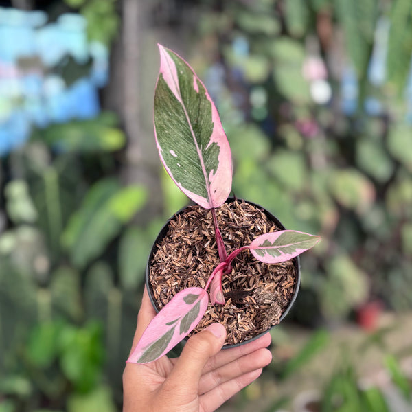Philodendron pink rose