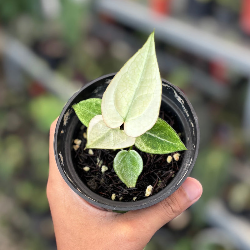 Anthurium silver blush white mint variegated - Seedling