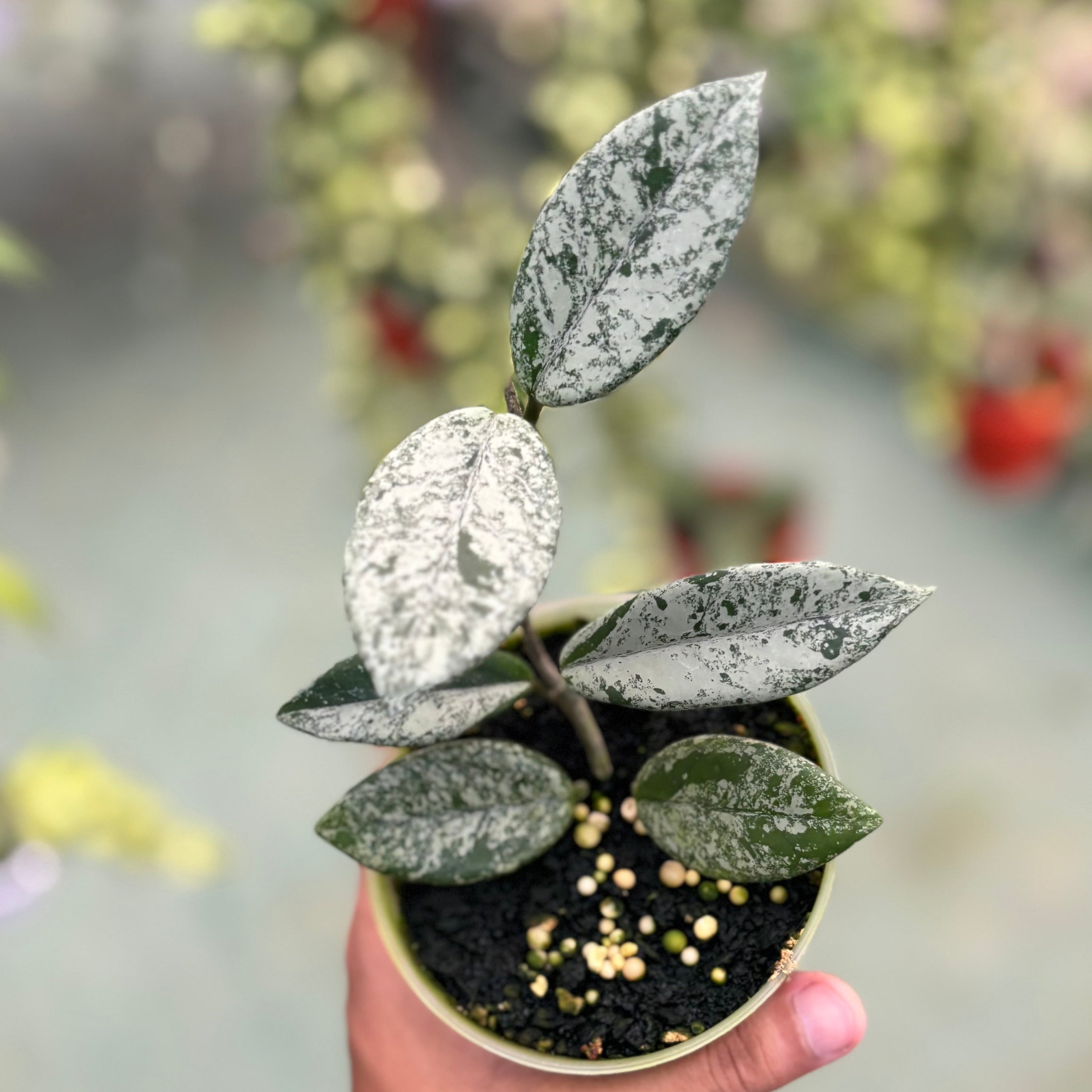 Hoya carnosa ‘stardust’
