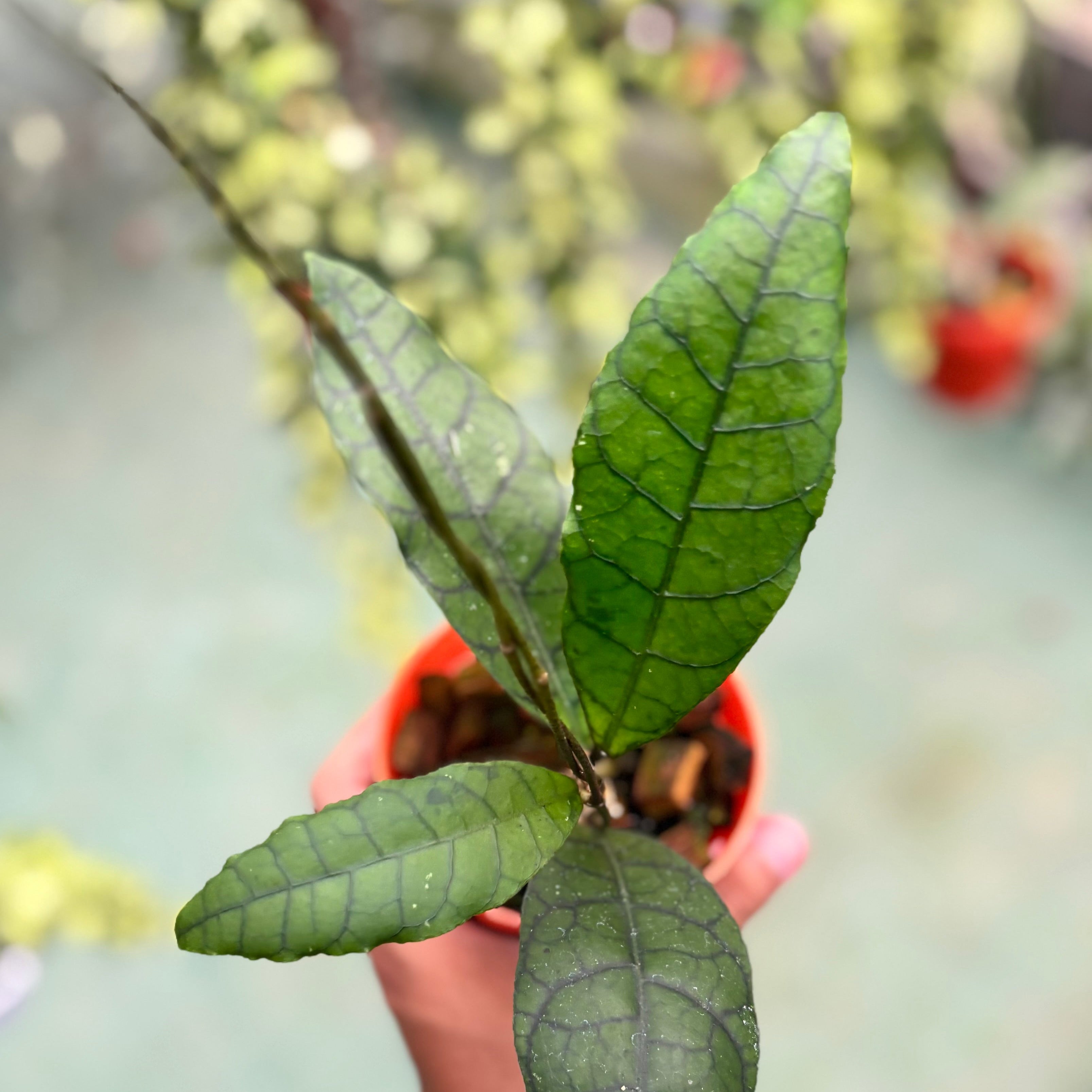 Hoya callistophylla ‘king’