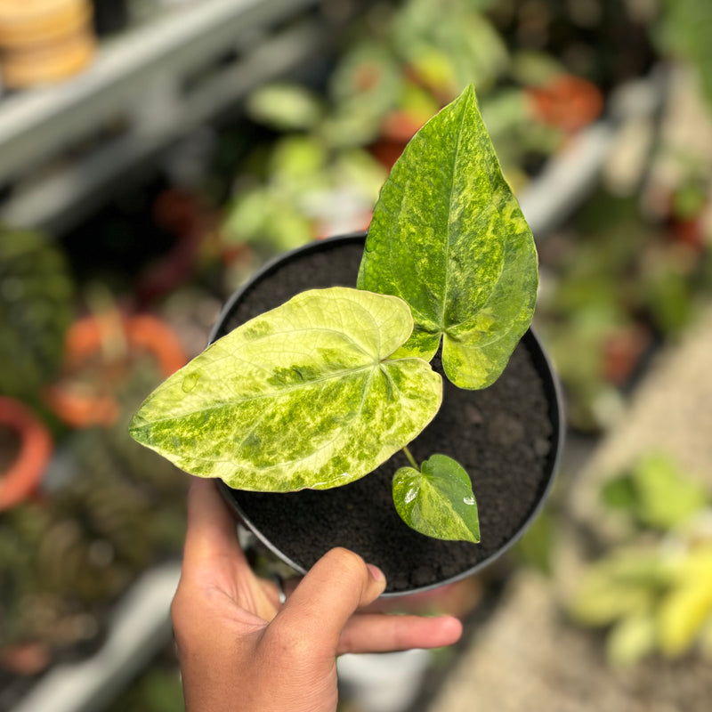 Anthurium papillilaminum hybrid Aurea variegated