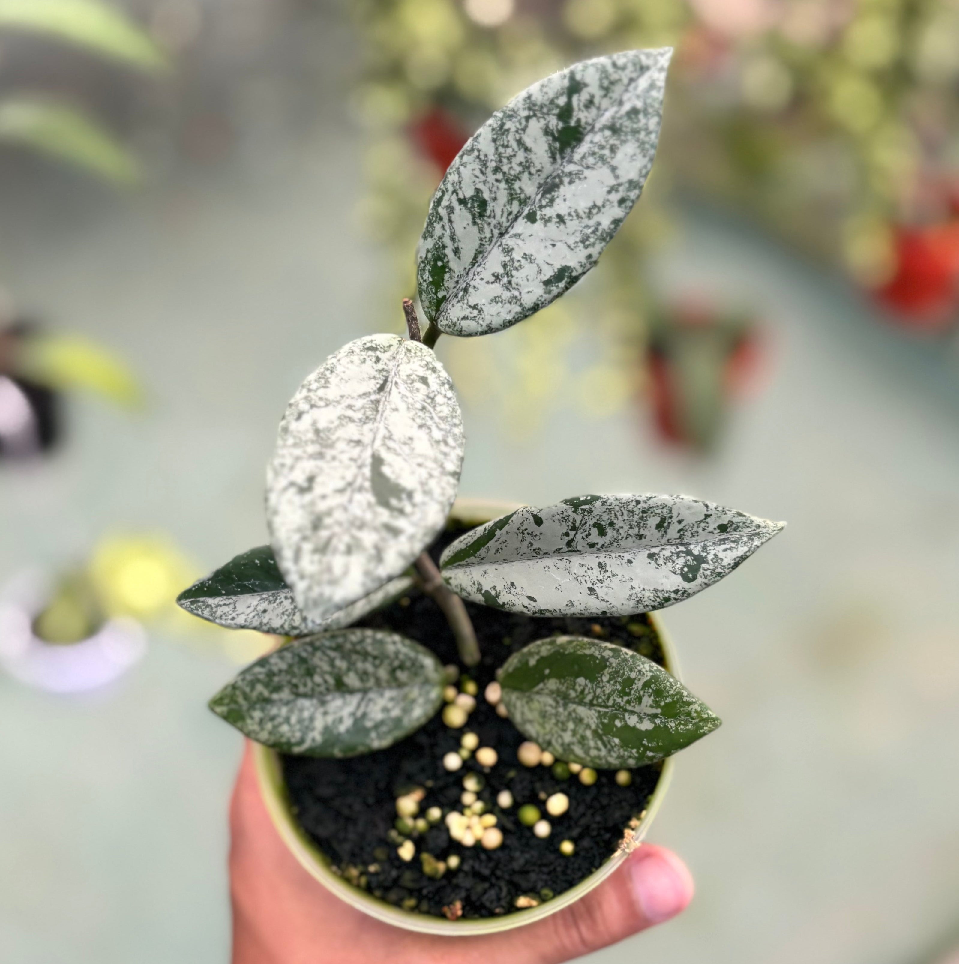 Hoya carnosa ‘stardust’