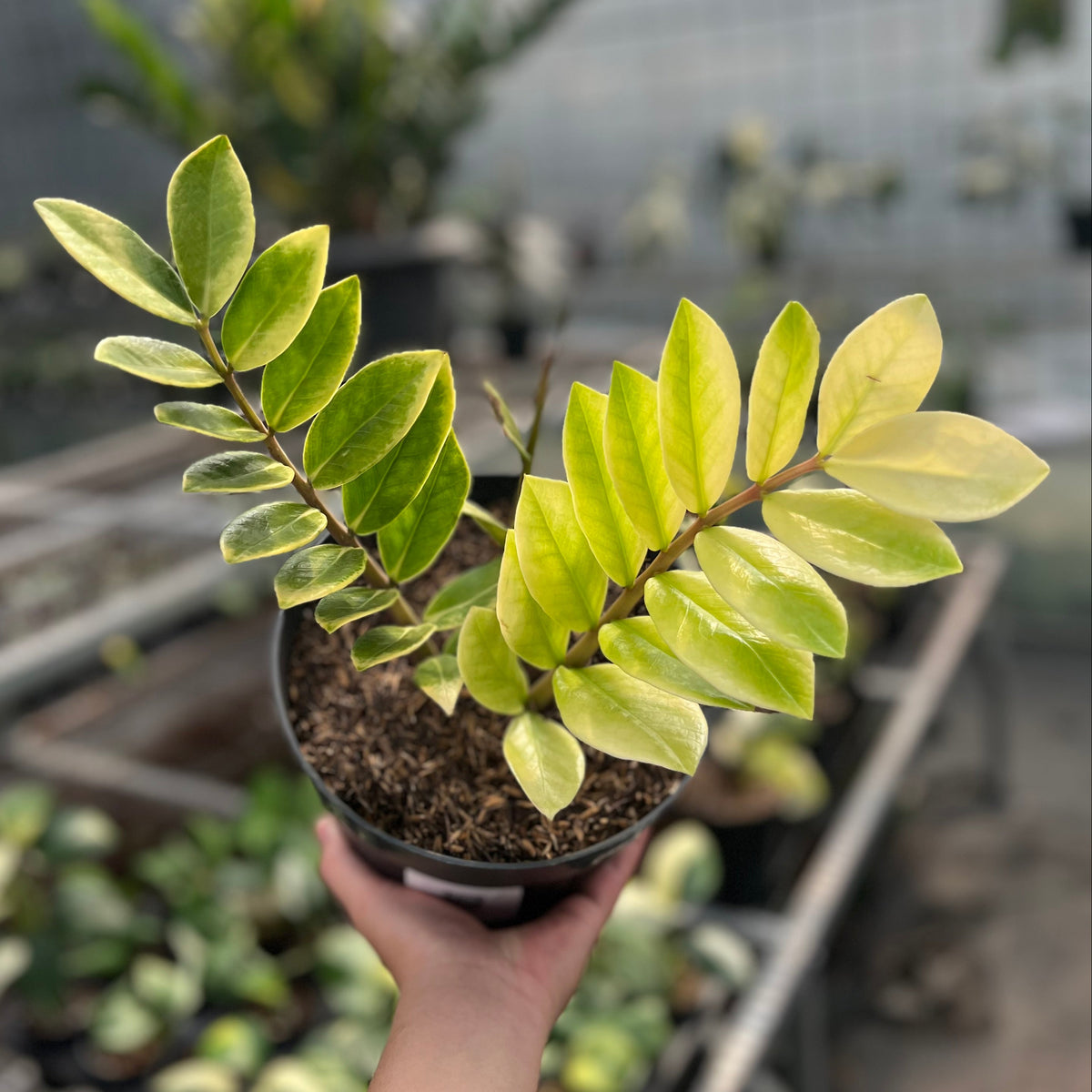 Zamioculcas zamiifolia snow frost variegated