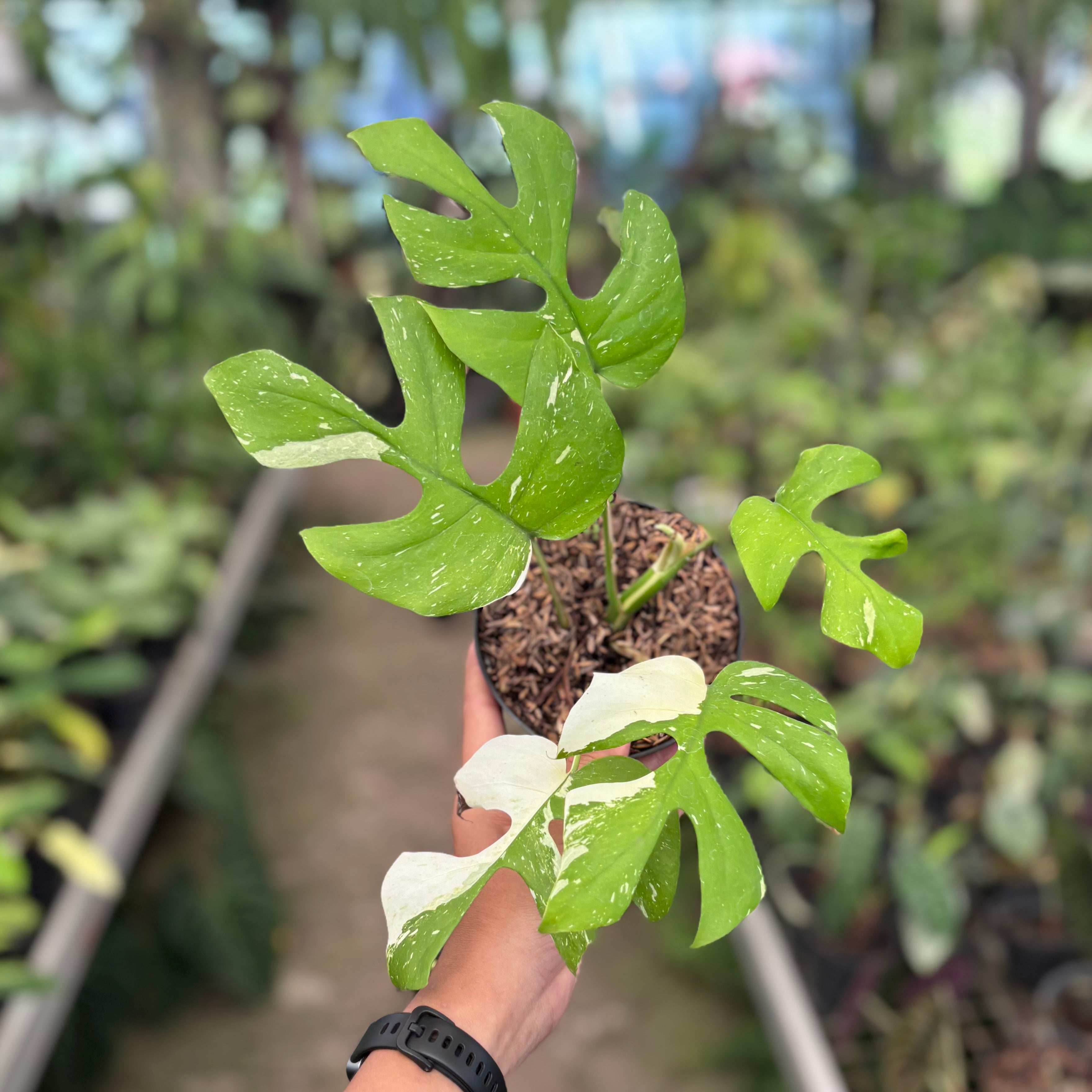 Rhaphidophora tetrasperma thai constellation