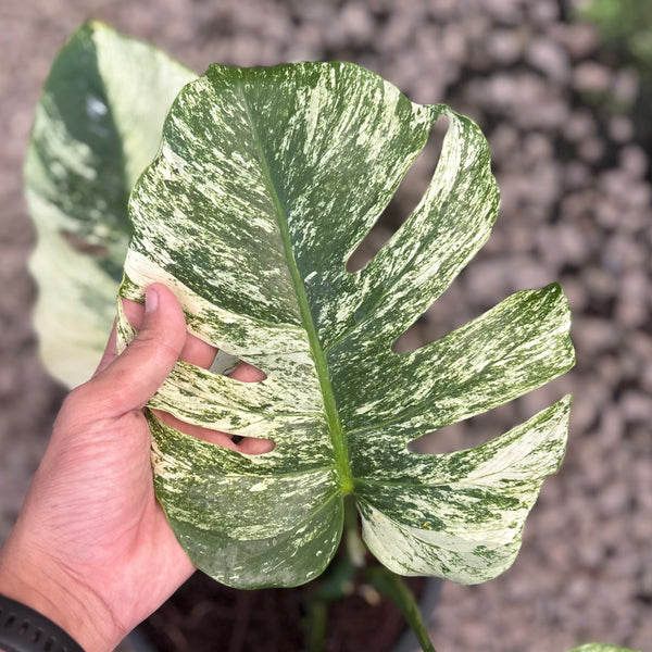 Monstera java sports