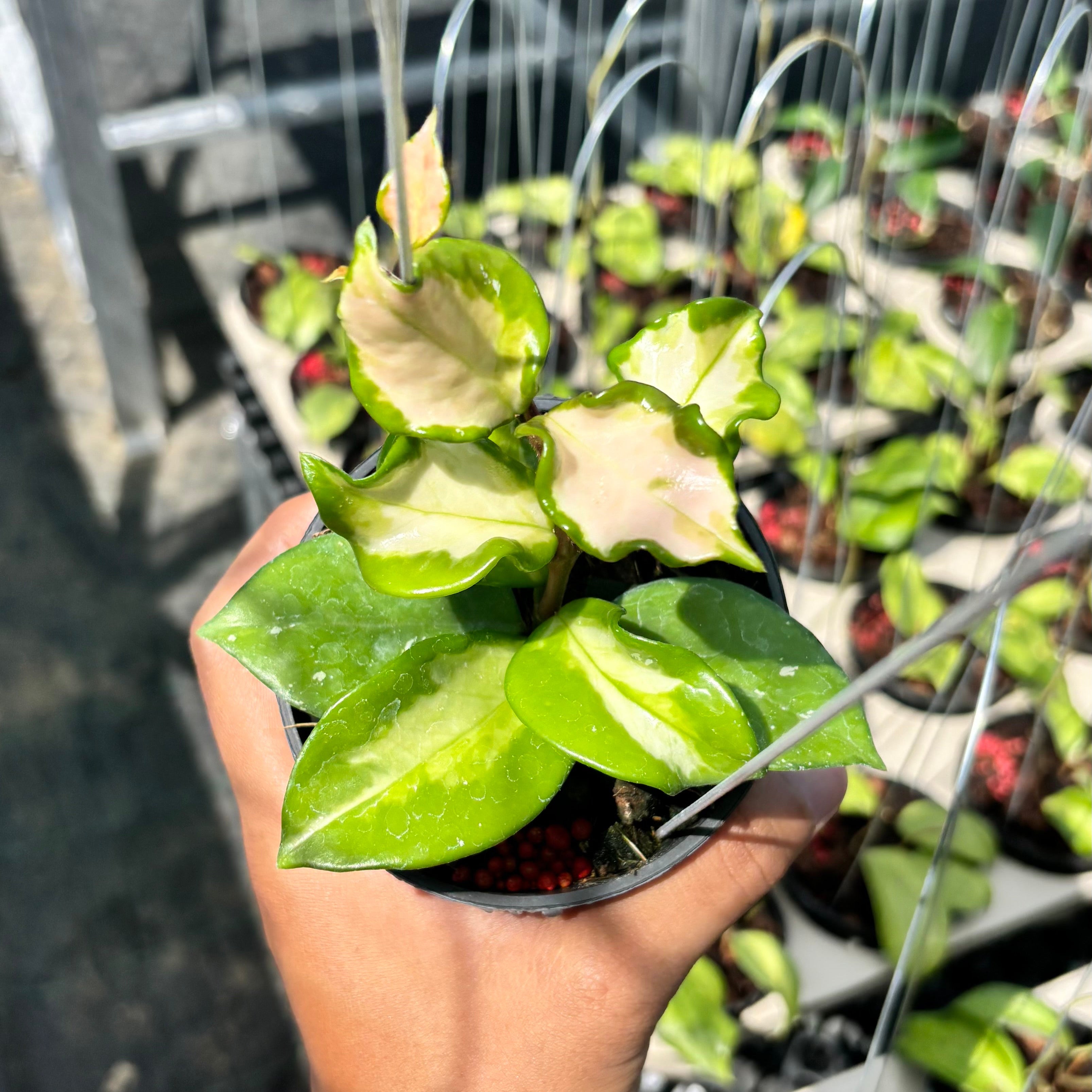 Hoya carnosa freckles splash mutation