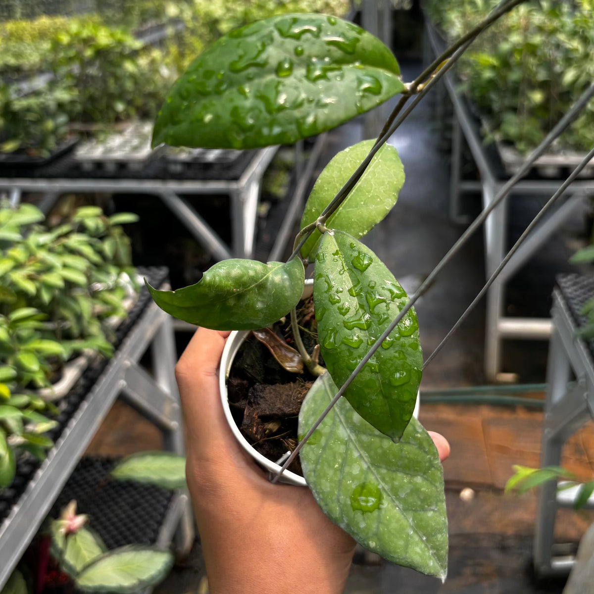 Hoya sp. 'Aceh Black Octopus'