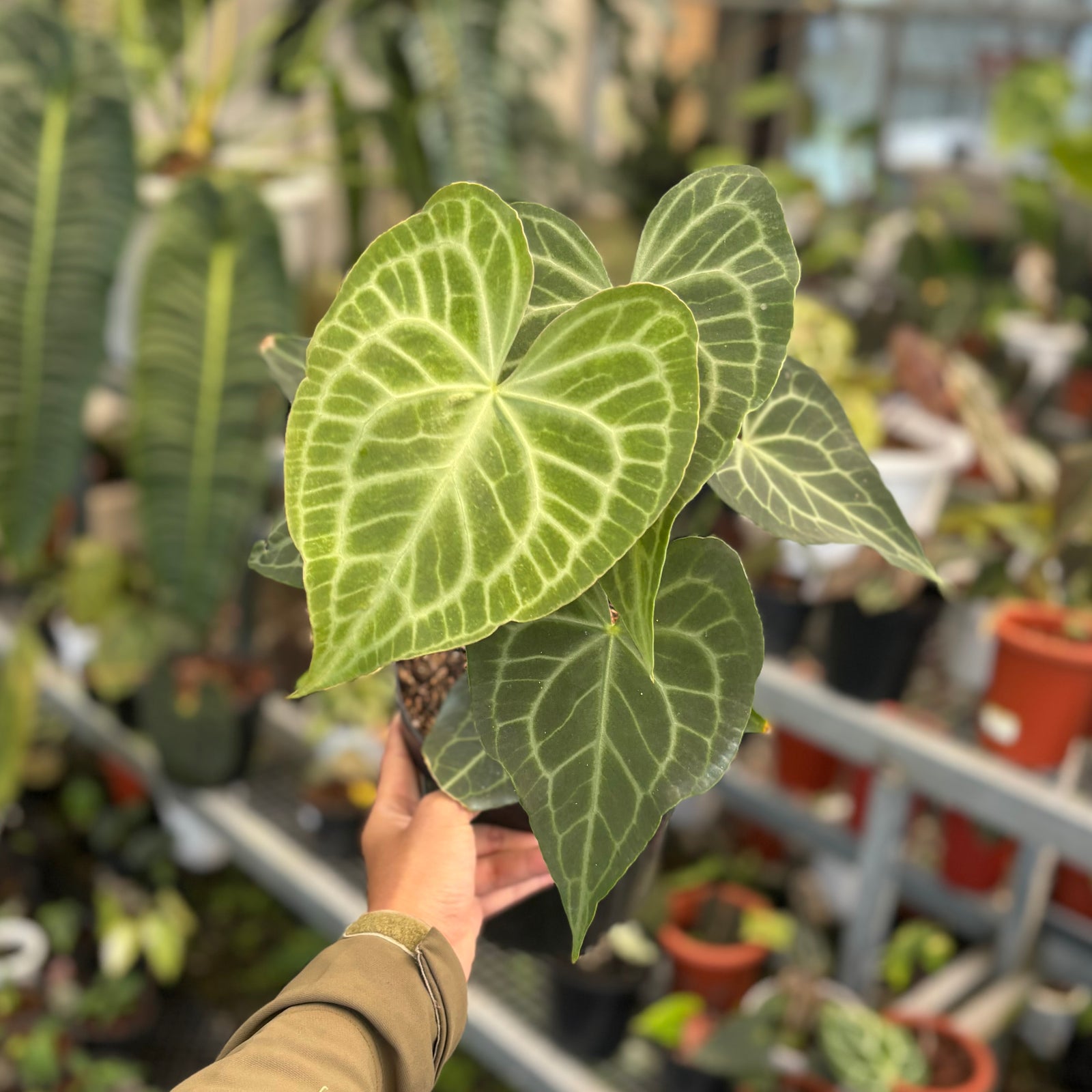 その他観葉植物 Anthurium warocqueanum (Queen) No2 Anthurium warocqueanum queen – Brian's Botanicals