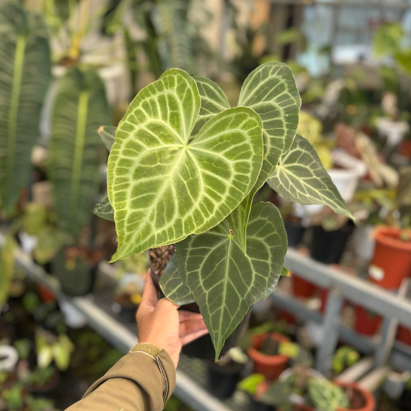 Anthurium warocqueanum x clarinervium - Mature size