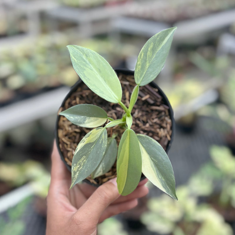 Philodendron hastatum silver sword variegated