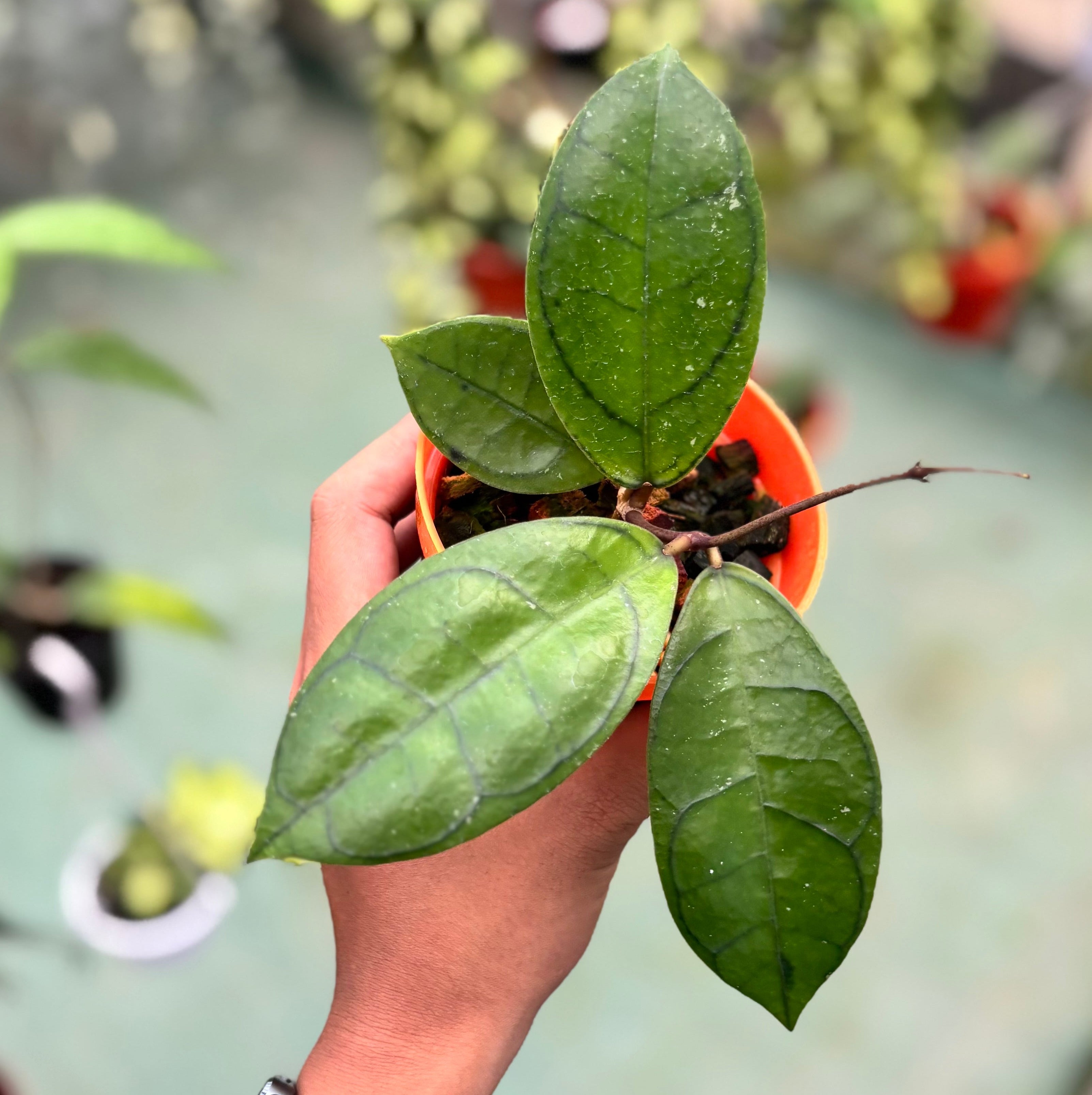 Hoya callistophylla ‘veinless’