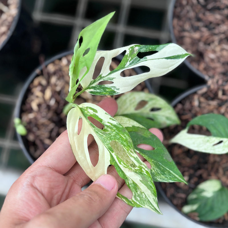 Monstera blanchetii variegated