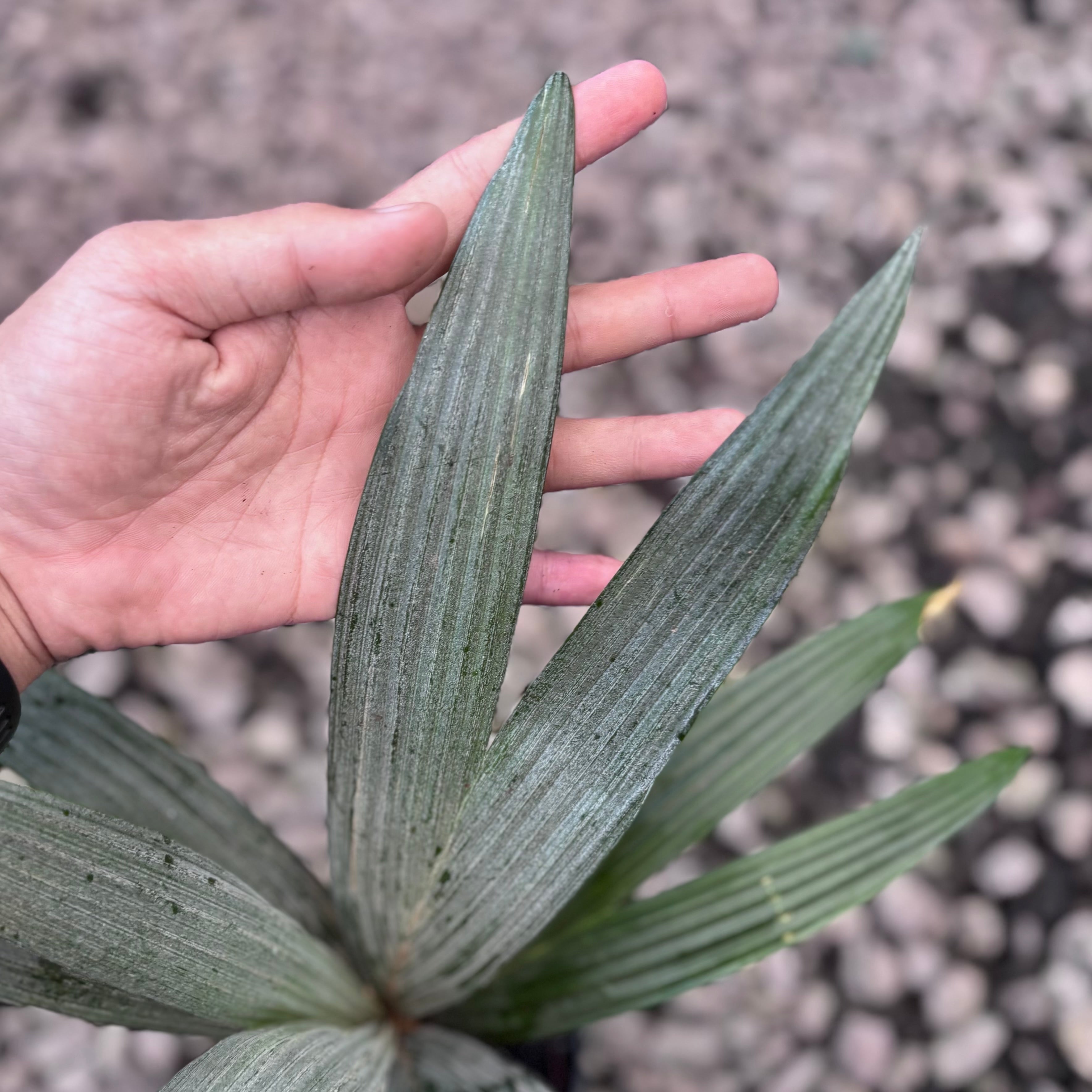 Palm sommeria leucophylla