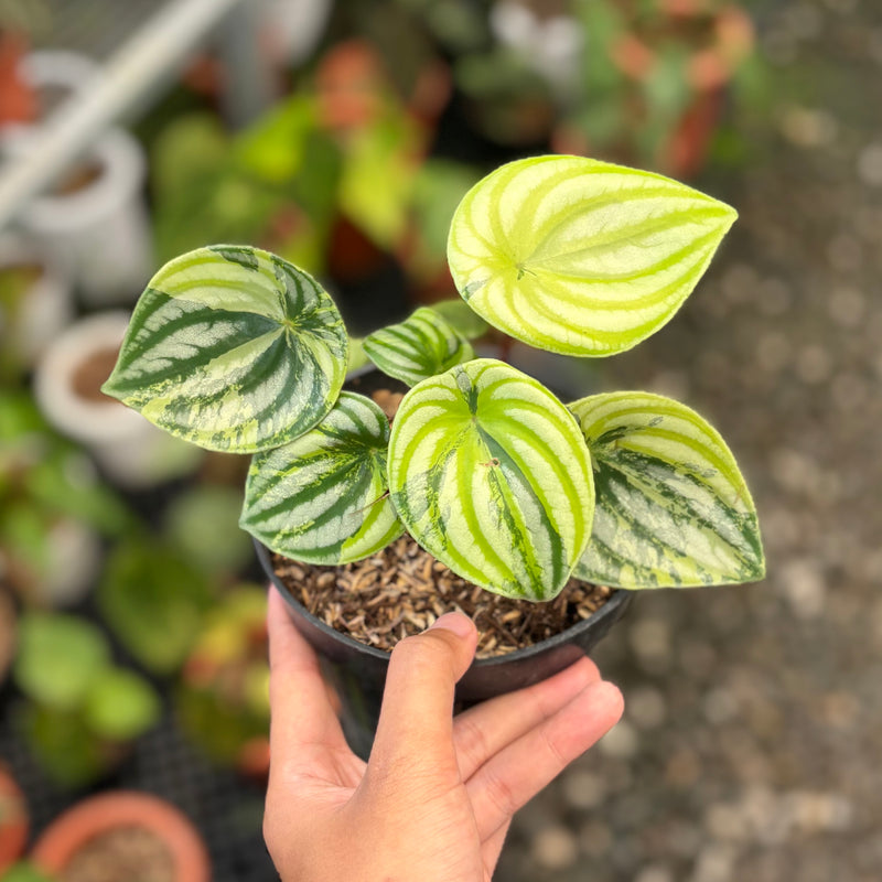 Peperomia watermelon variegated