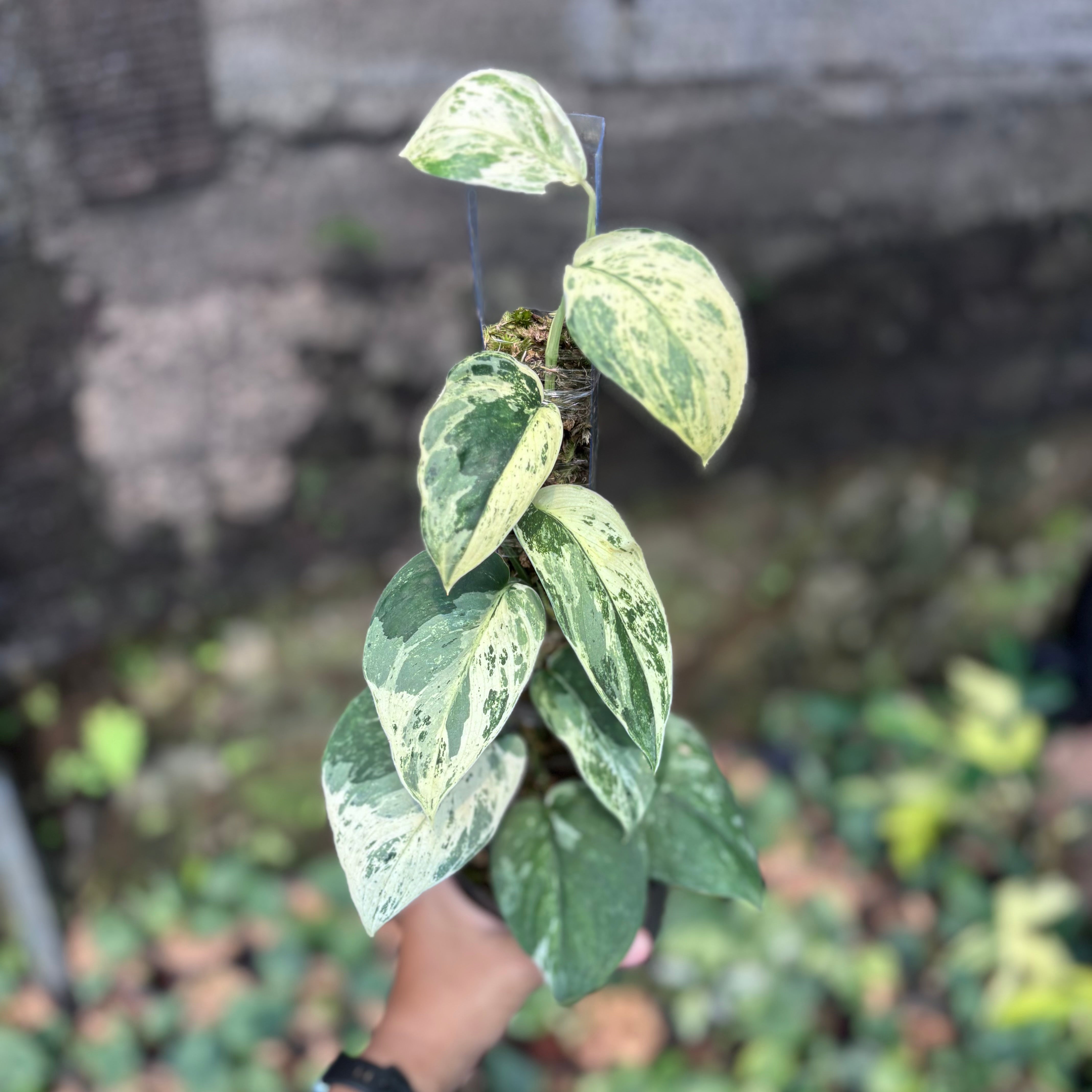 Scindapsus silver satin variegated  v1 - vining