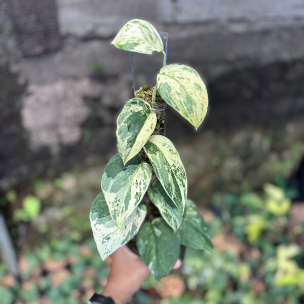 Scindapsus silver satin variegated  v1 - vining