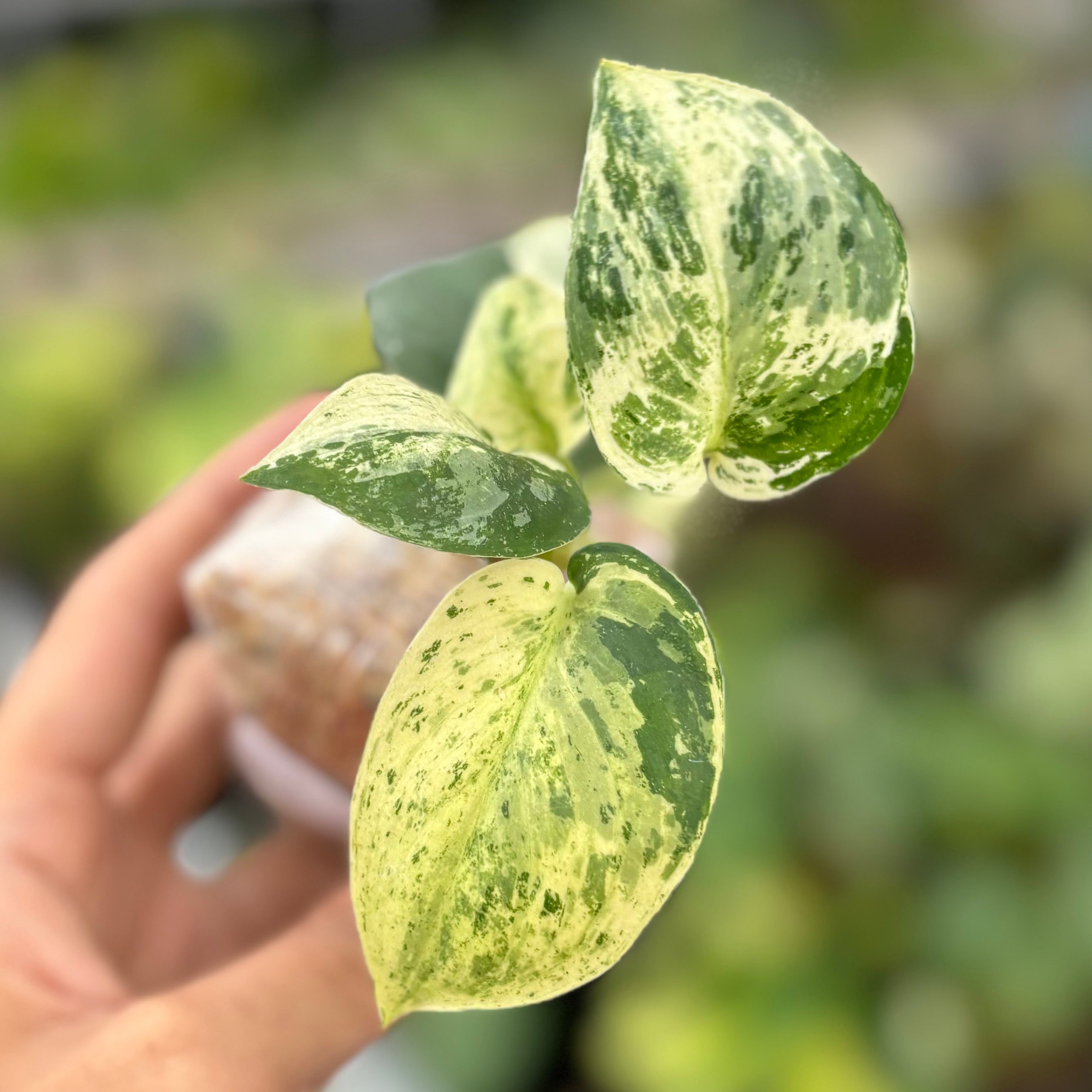 Scindapsus silver satin variegated