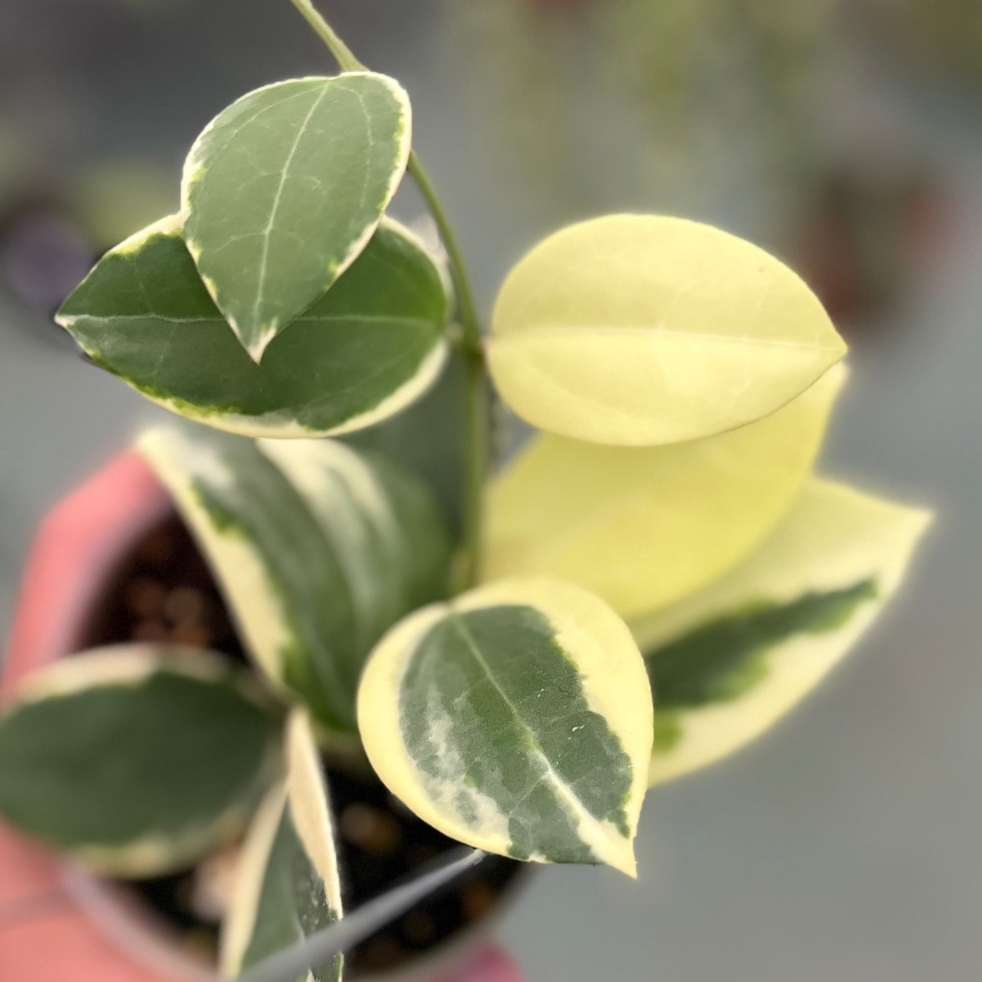 Hoya sp para albomarginata