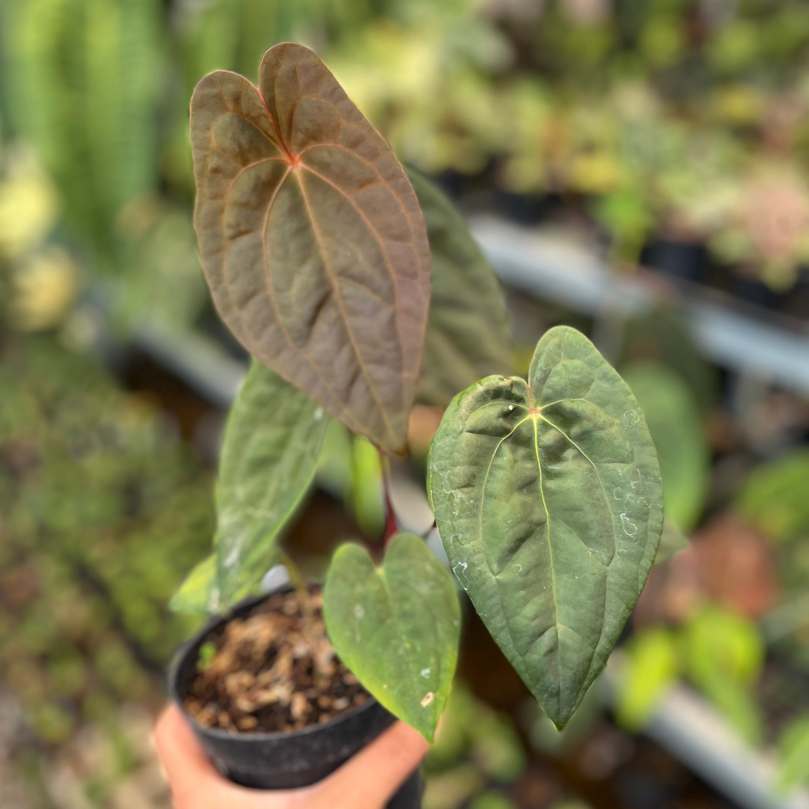 Anthurium hybrid
