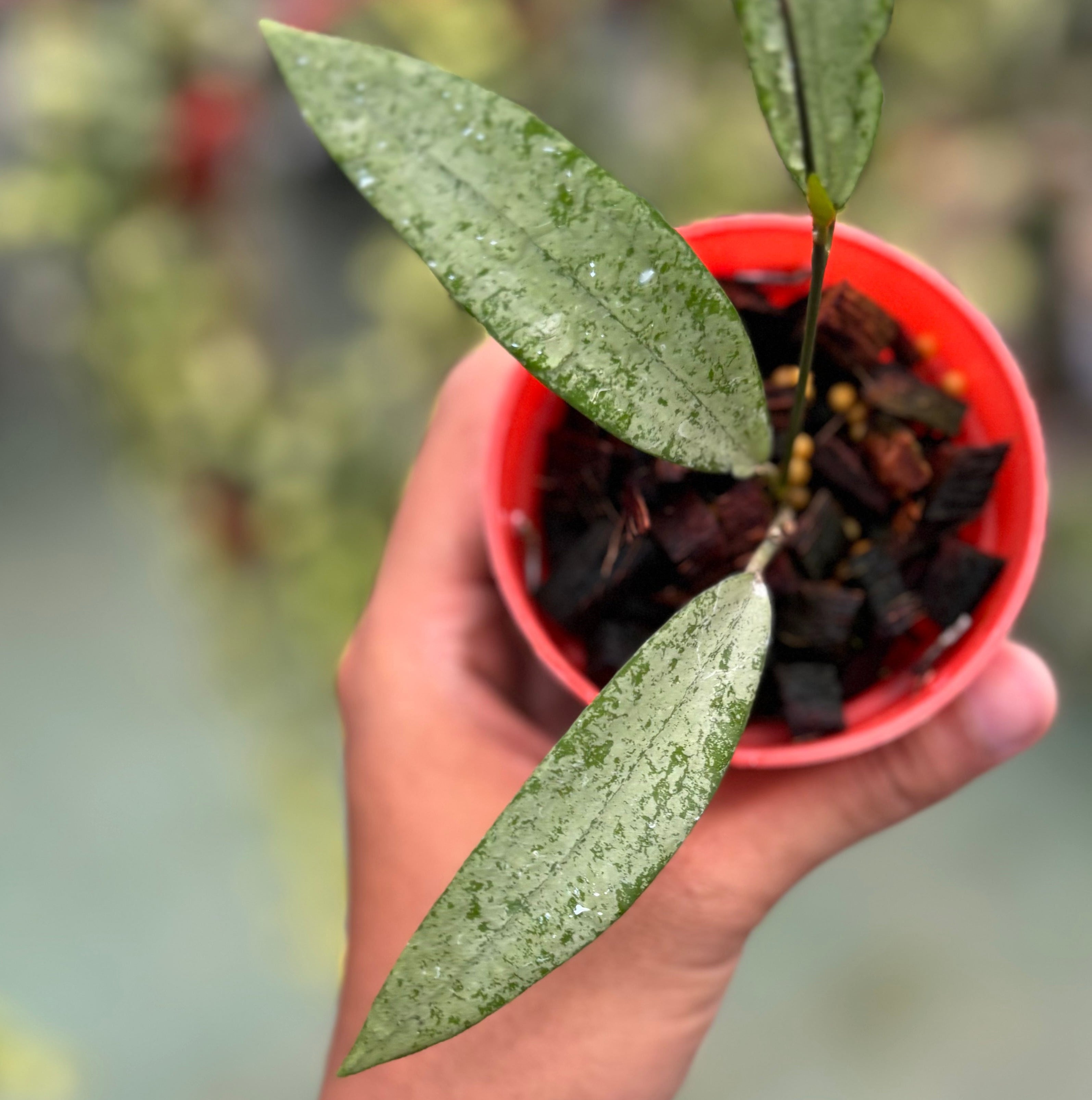 Hoya sp bengkulu silver
